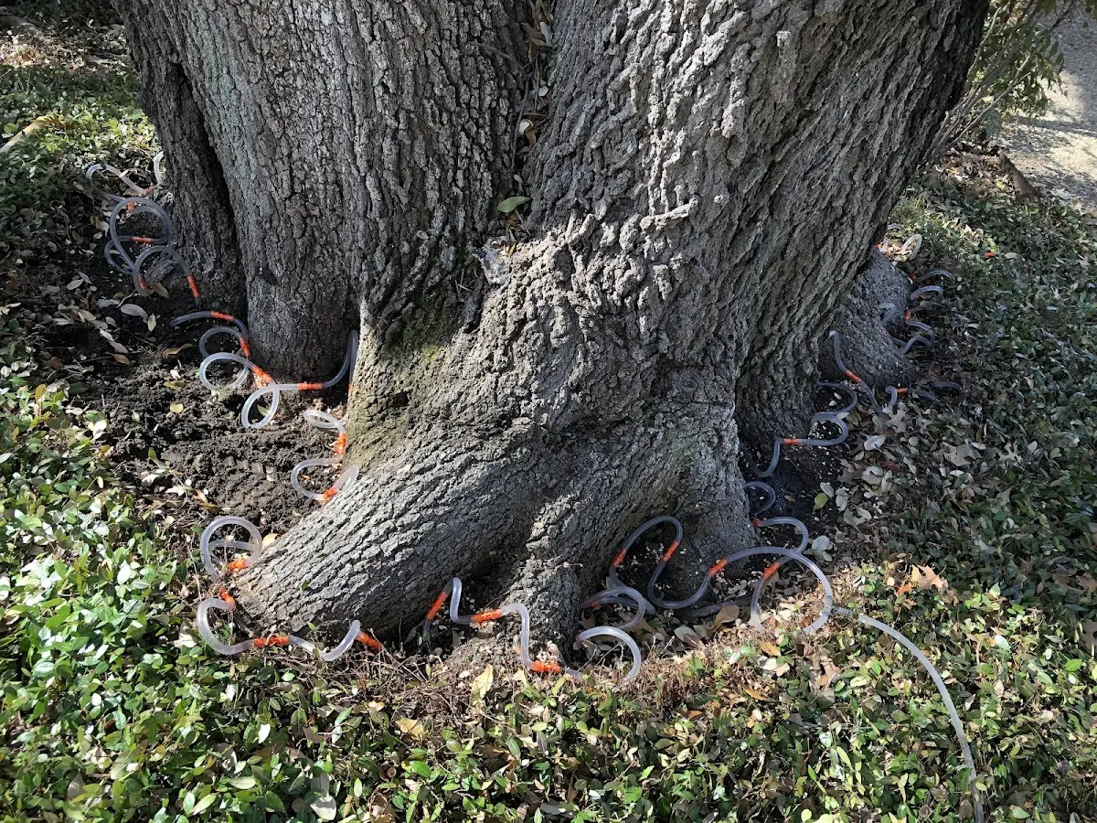 Detailed Tree Cabling and Bracing job site in Mount Juliet