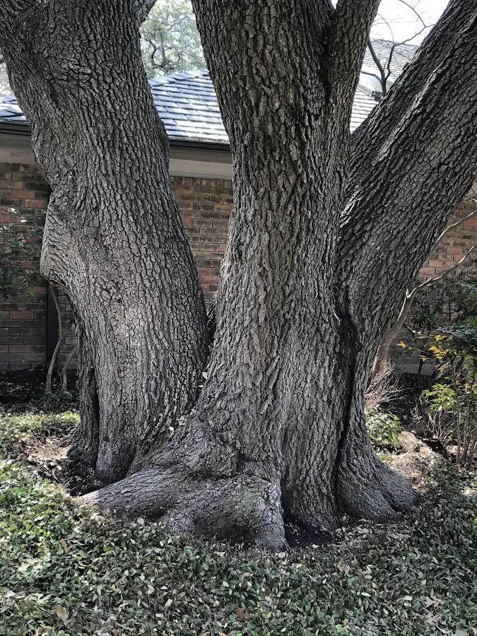 Mature heritage tree close to a Mount Juliet property cared for by certified arborists